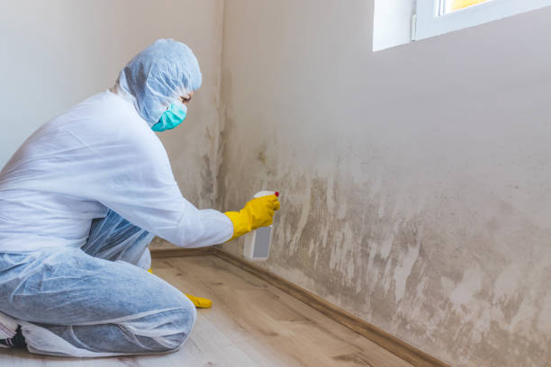 Licensed Mold Inspection And Testing service in Mebane, NC - Car Mold Remediation